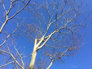 IMG_4458.JPG