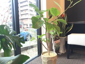IMG_4529.JPG