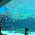 夏休みの締めくくり！　佐世保の水族館、海きららに行ってきました！