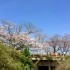 今年の佐賀の桜開花予想は3/23　満開予想は4/2です