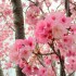 2016年春　伊万里と近郊のお花見・春のおまつりスケジュール（前半）