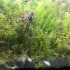 小さな水族館にようこそ！　井川歯科の水槽の住人をご紹介します