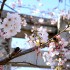 伊万里のお花見2017 － 国見台公園　（おまけ：馬場の山桜（武雄））